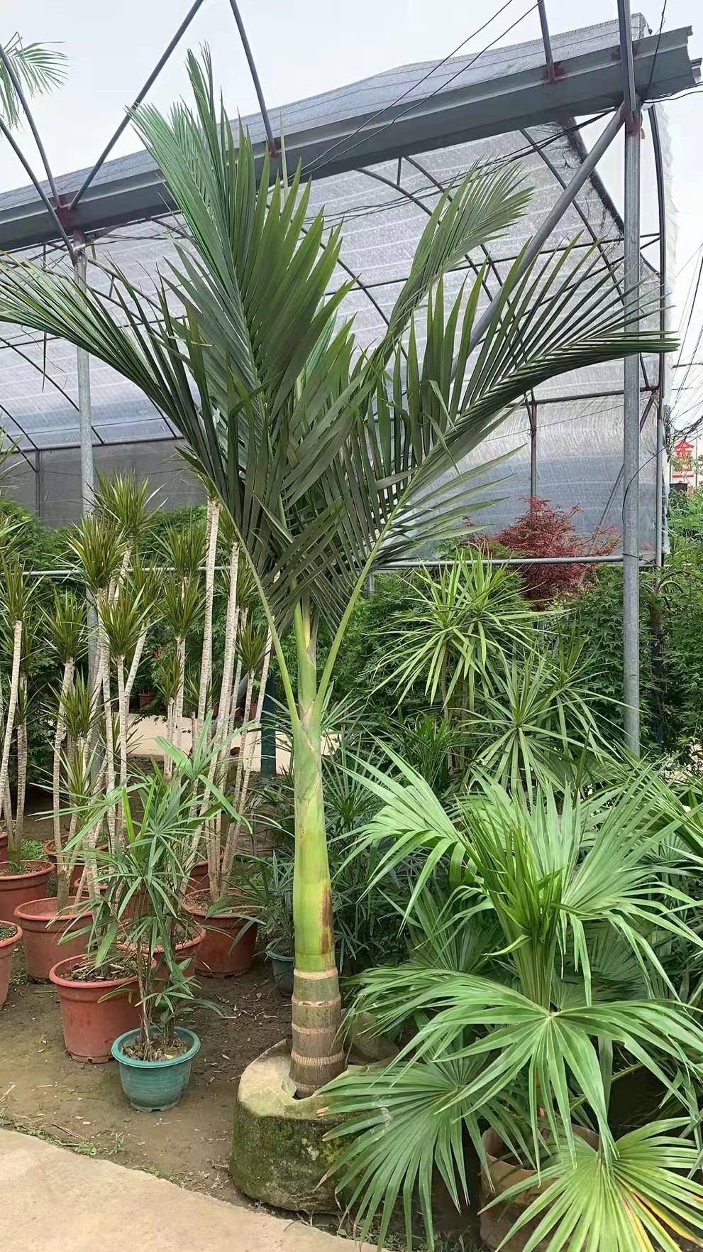假槟榔树亚力山大椰子绿植花园阳台庭院室内植物广州供货直发香港