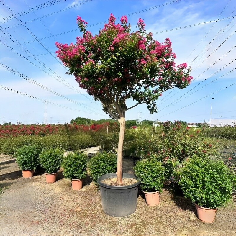 老桩紫薇树盆栽阳台庭院花卉绿植