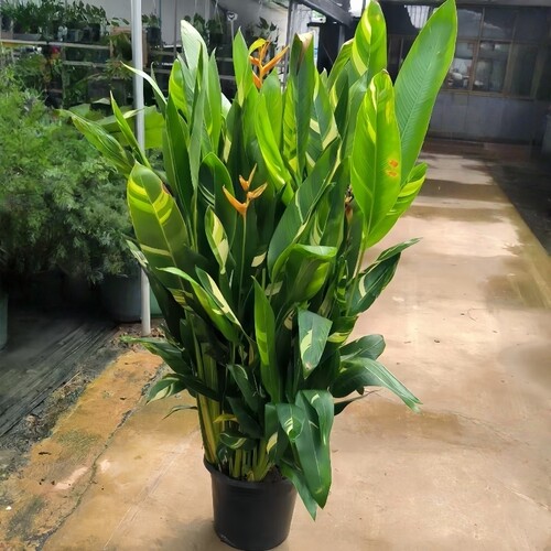 富贵小鸟蕉绿植室外植物阳台庭院花园别墅多年生盆栽广州直发香港