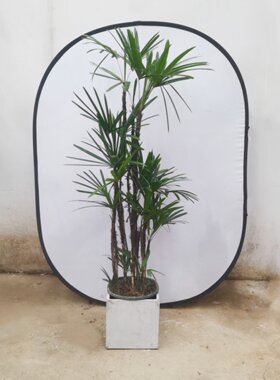 大叶棕竹盆栽广州供货直发香港植物客厅公司花园庭院阳台别墅绿植