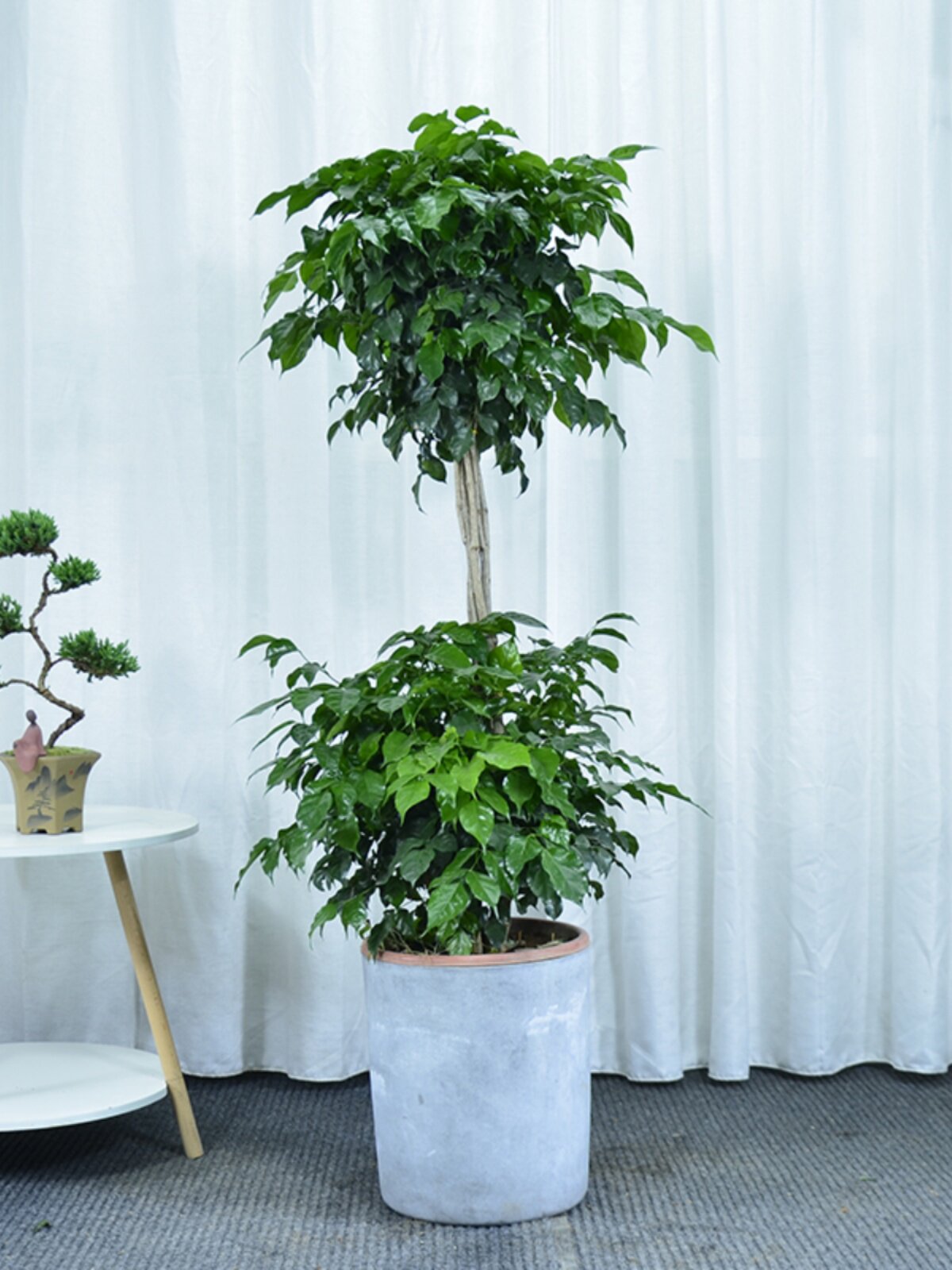 幸福树盆栽大绿植绿宝树室内办公室客厅庭院阳台广州供货直发香港