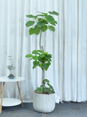 广州供货直发香港爱心榕盆栽植物