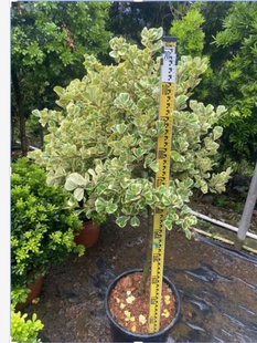 心叶榕盆栽锦叶三角榕绿植阳台庭院花园别墅植物广州供货直发香港