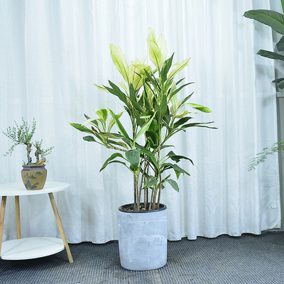 广州供货直发香港朱蕉阳台盆栽