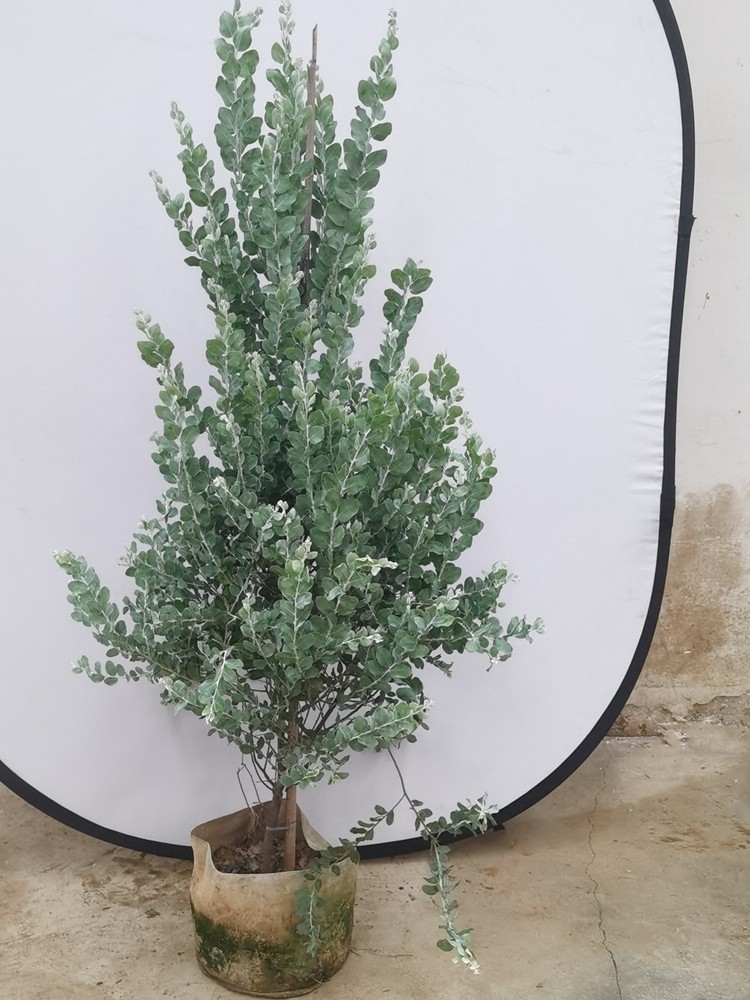 银叶金合欢盆栽树苗室外庭院阳台绿植风景树花园广州供货直发香港