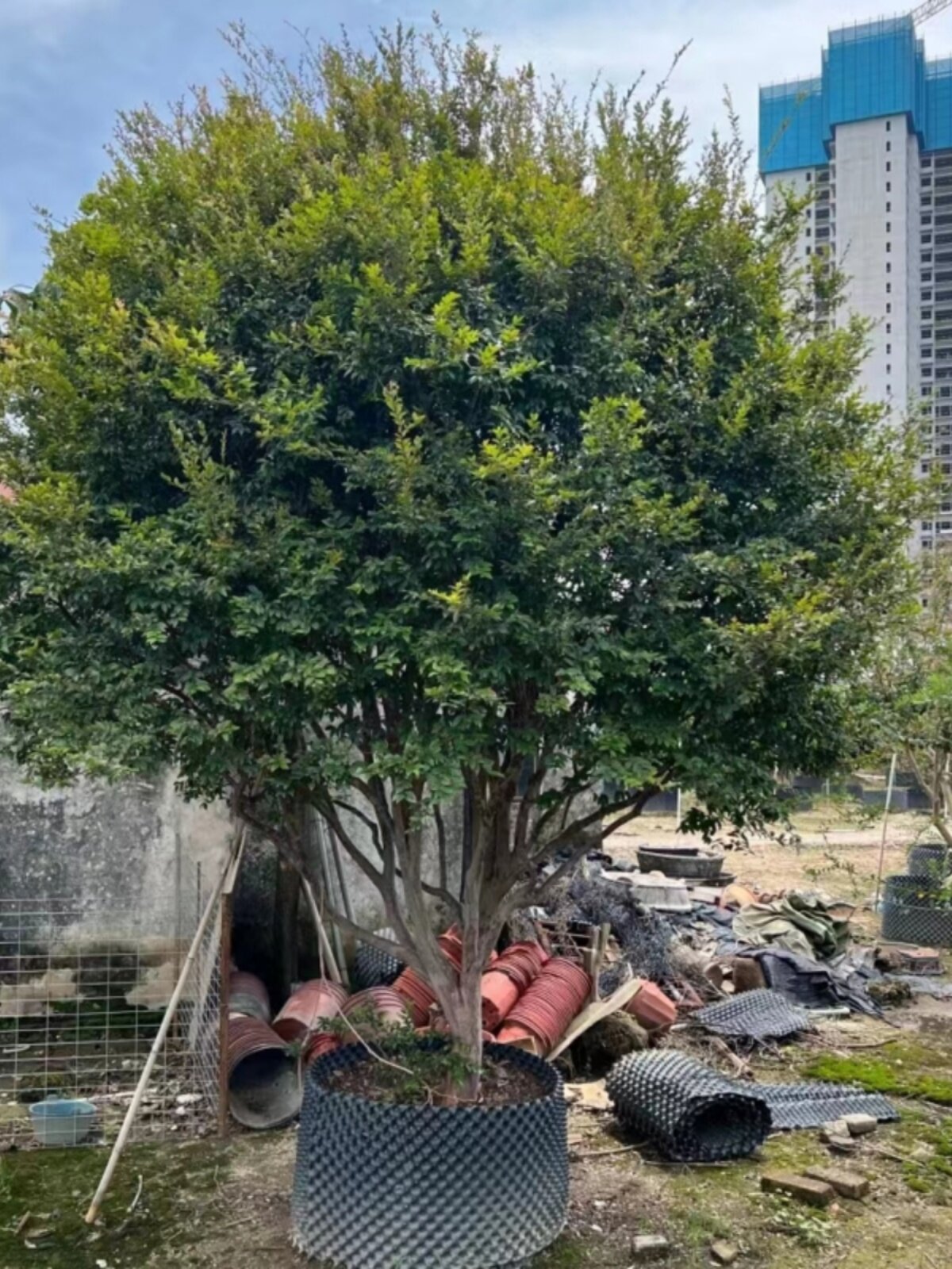 正宗嘉宝果树葡萄沙巴福冈艾斯卡树盆栽当年结果广州供货直发香港