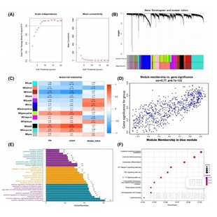 分析 GEO数据库 wgcna 生信分析 欢迎咨询 TCGA数据库