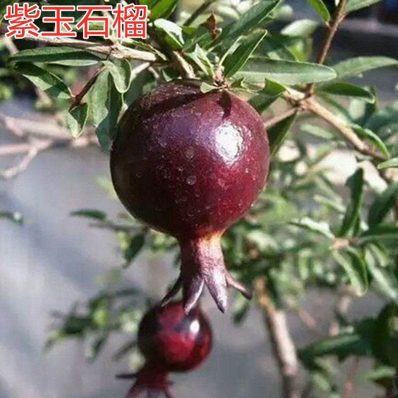 紫玉石榴树苗 墨石榴树苗 果树苗盆栽地栽苗庭院种植树苗当年结果