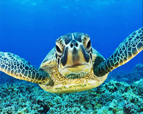 diy数字油画自己涂填色材料包自由沙滩上海龟海底小鱼洋生物装饰