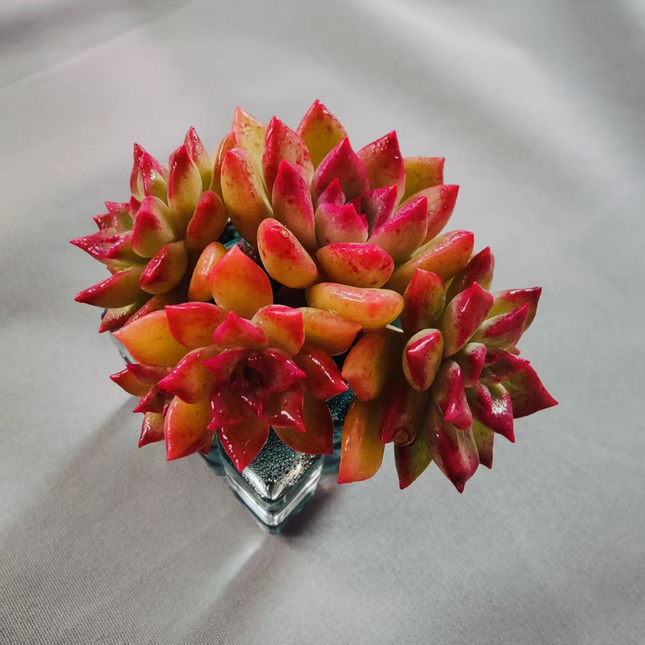 【新品高货 】超级红冠SP-无土多肉单品(1颗/送墨绿色果冻冰盆)