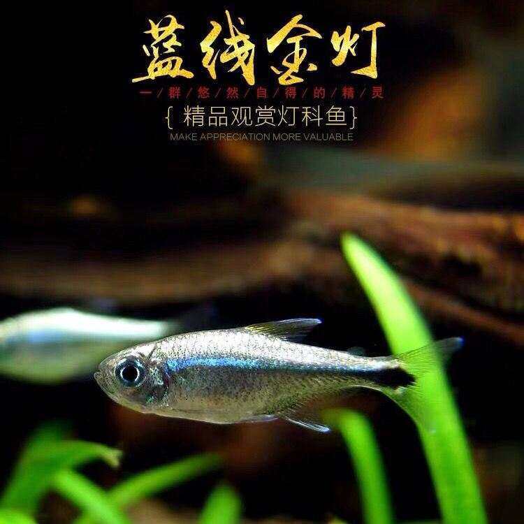 宝莲灯鱼灯科鱼小型热带观赏鱼草缸混养群游鱼红绿灯鱼霓虹灯鱼