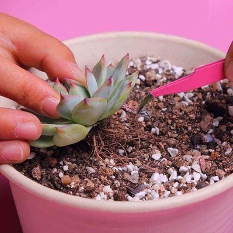 多肉吹水神器皮吹子多肉吹气工具皮老虎强力气吹除尘球园艺工具