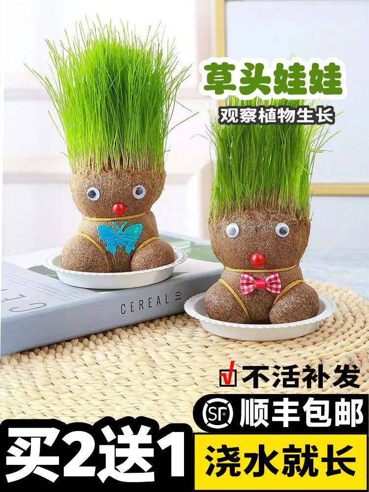 长草头发娃娃小盆栽种草娃娃种植浇水长草的植物头上长草的娃娃