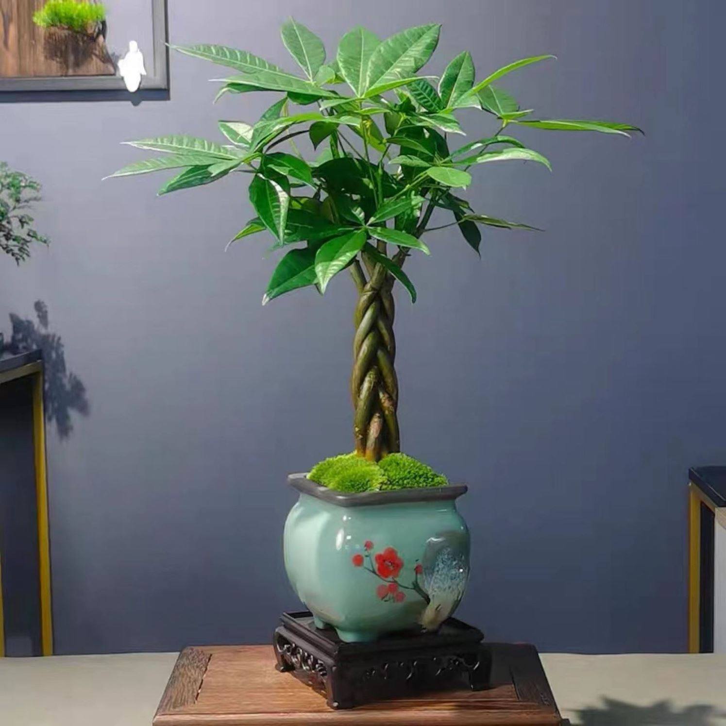 发财树大颗辫子盆栽室内五辫招财树植物客厅大型盆景绿植人财两旺