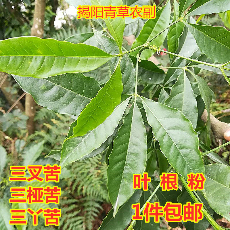 三叉苦叶 根 三桠苦粉三丫苦三岔叶深山中草药材新鲜晒干 500包邮
