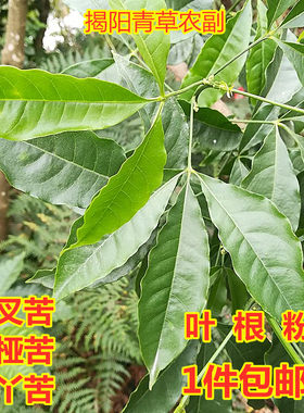 三叉苦叶三桠苦根500克包邮