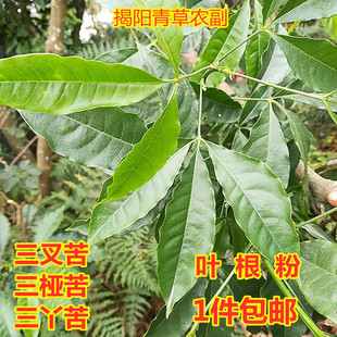 三叉苦叶 根 三桠苦粉三丫苦三岔叶深山中草药材新鲜晒干 500包邮