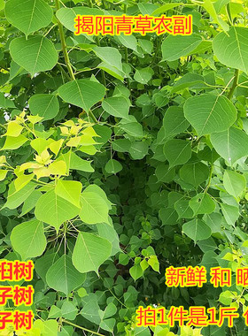 乌桕叶 卷子叶油子虹叶宝宝洗澡蜡子树植物染料黑色500g包邮