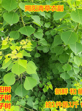 乌桕叶卷子叶洗澡染料500克包邮