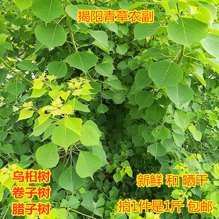乌桕叶 卷子叶油子虹叶宝宝洗澡蜡子树植物染料黑色500g包邮