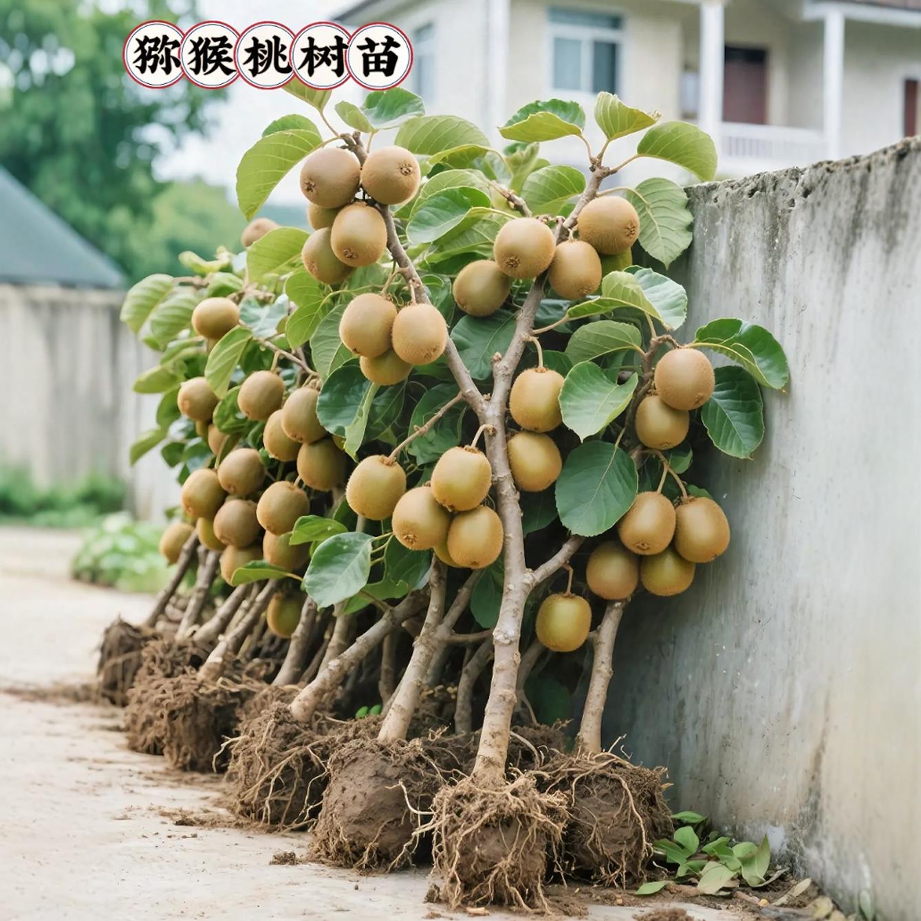 猕猴桃树果苗红心软枣猕猴桃苗徐香嫁接南北方种植庭院水果树果苗