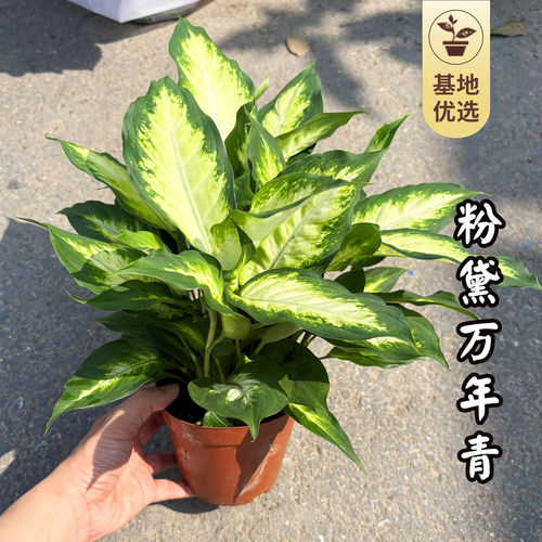 粉黛万年青室内盆栽玛丽
