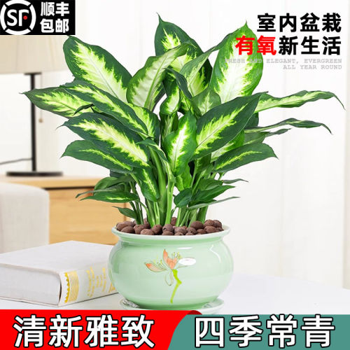 室内盆栽粉黛万年青玛丽
