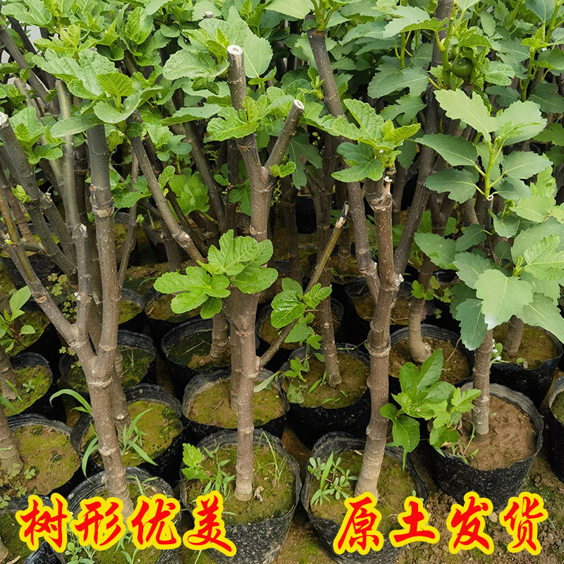 无花果树果苗带土球特大波姬红盆栽地栽南方北方种植矮化无花果苗
