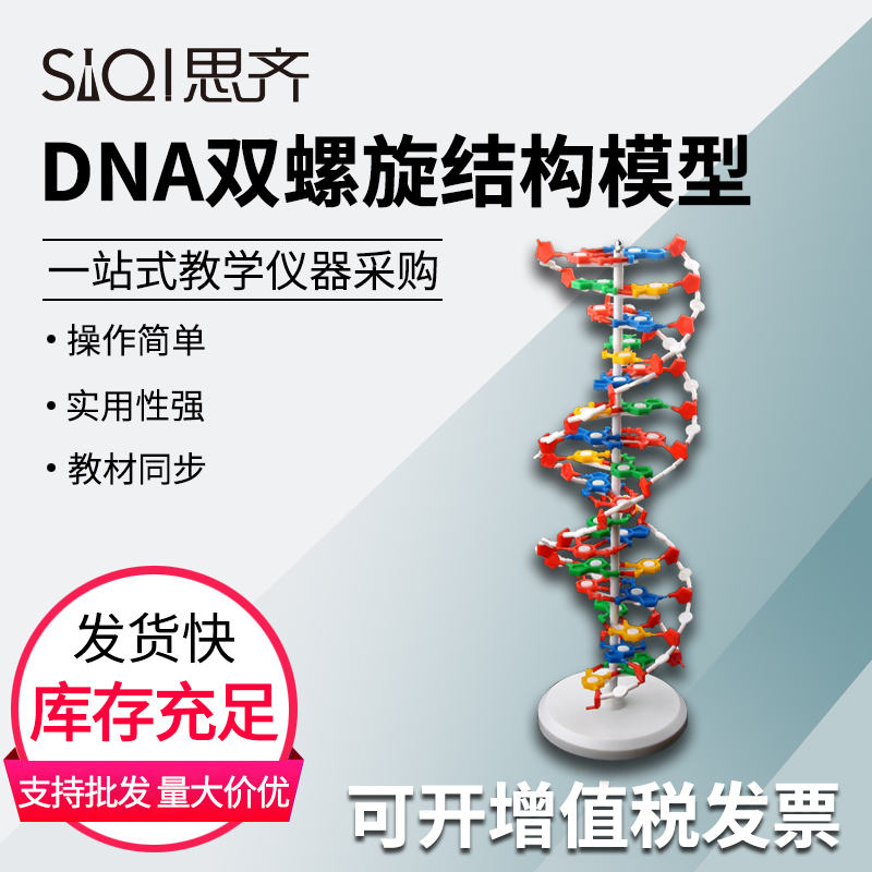 DNA双螺旋分子结构模型大号带底座双链分子结构模型生物实验