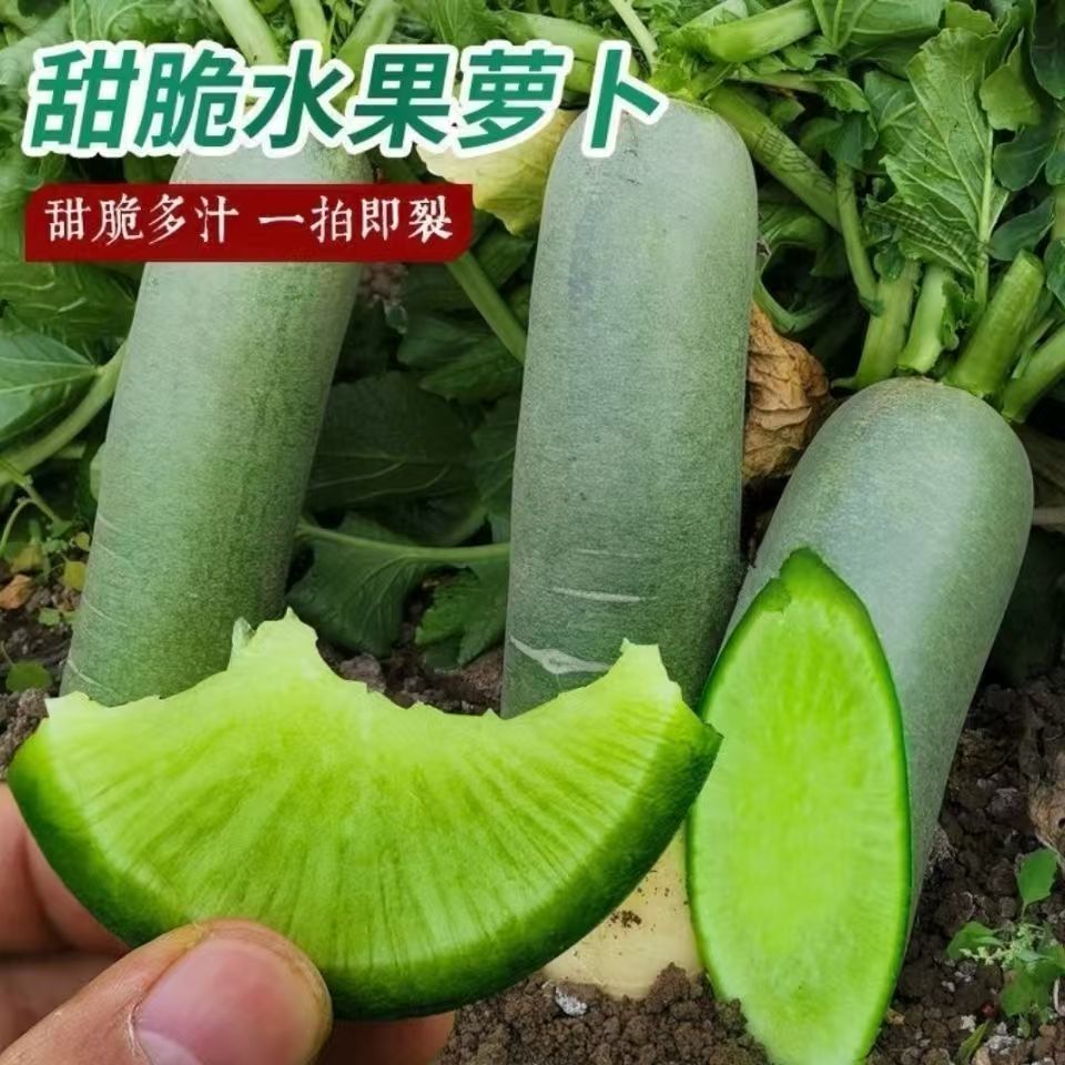 冰糖脆水果萝卜种子四季青萝卜