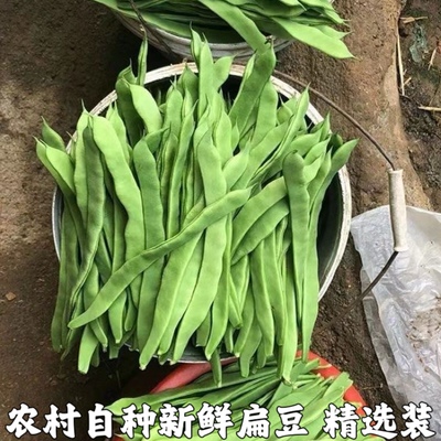 扁芸豆新鲜现摘蔬菜农家DIY