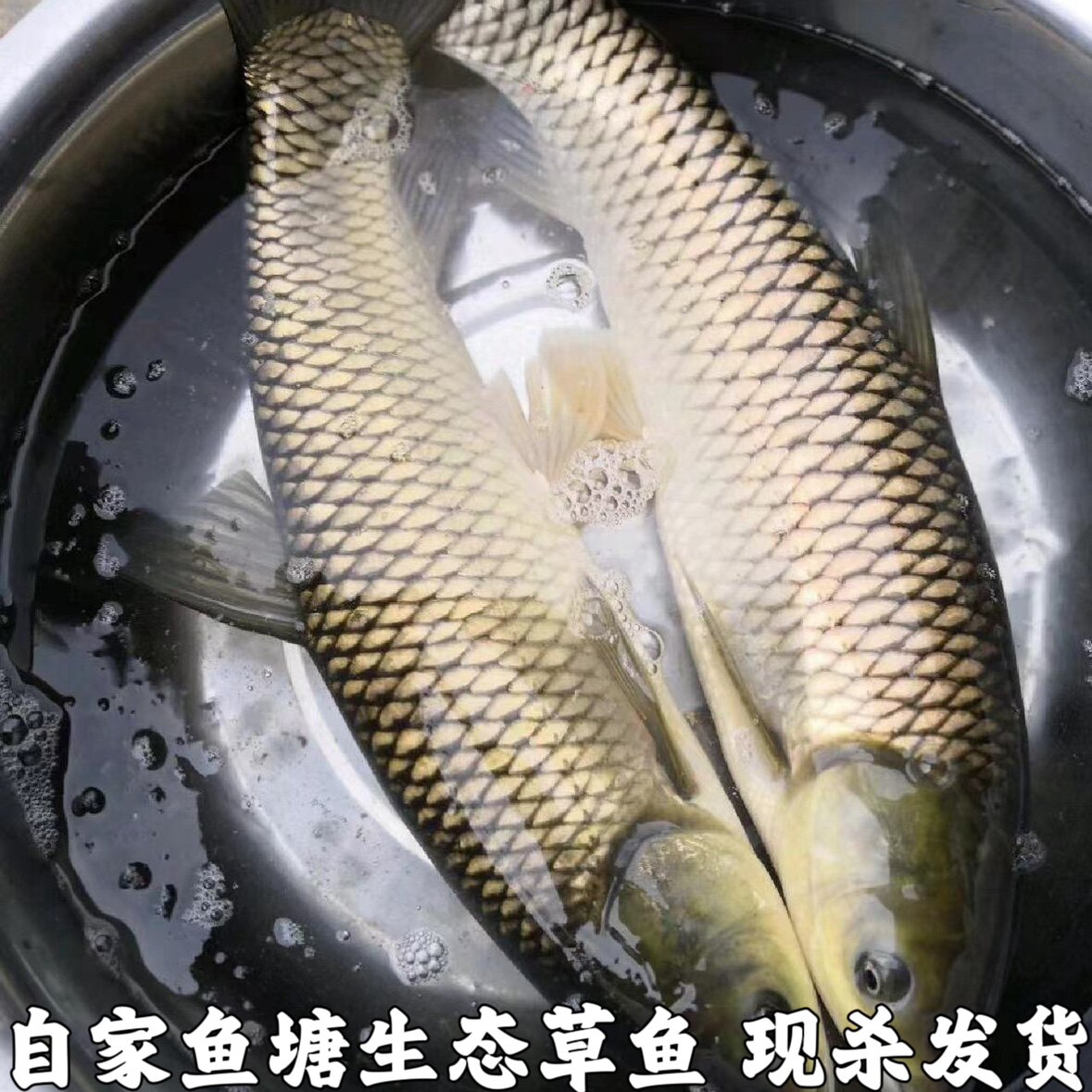 湖北宜昌淡水草鱼皖鱼农家鱼塘大草鱼鱼4斤新鲜草鱼鲜活水产食用