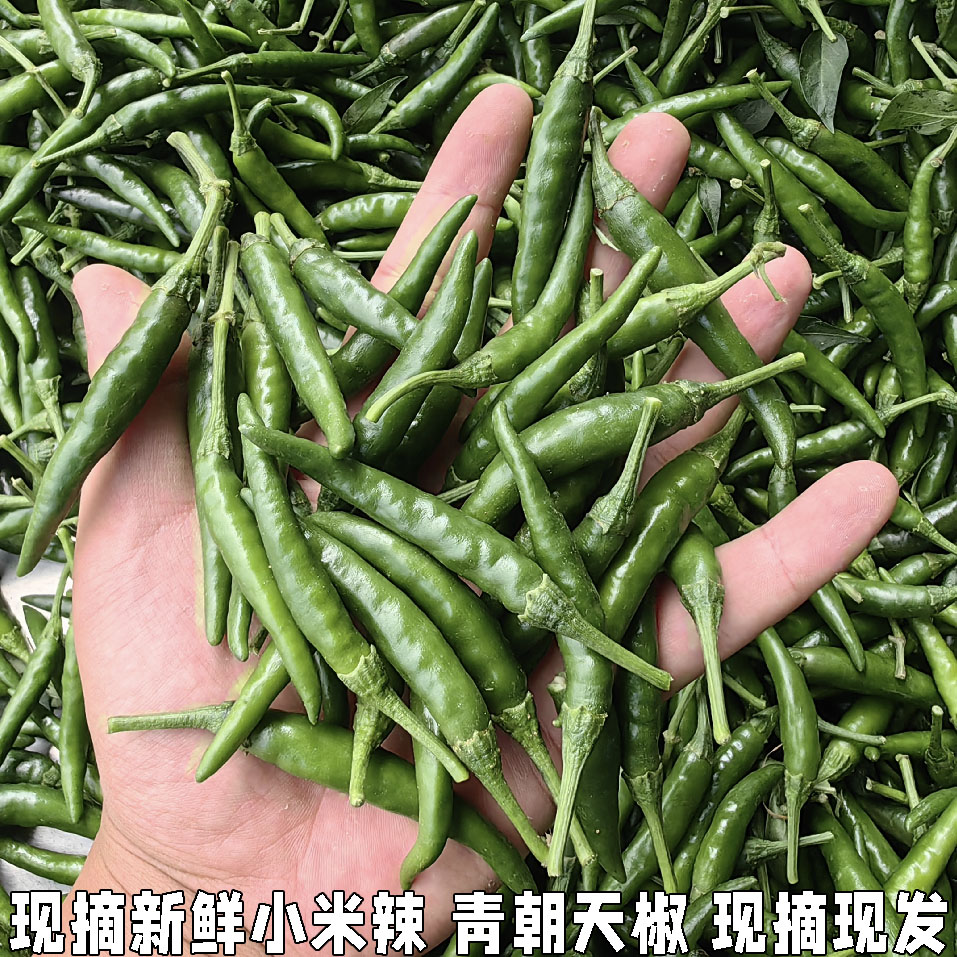 新鲜辣椒青椒尖椒绿色小米椒农家自种现摘现发特辣可做剁椒酱泡椒