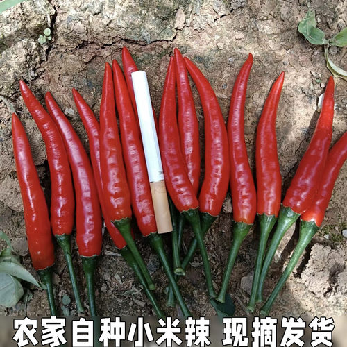 新鲜小米辣椒农家自种红辣椒指朝天椒蔬菜泡椒特辣小米椒鲜辣包邮