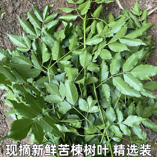 苦楝树叶新鲜苦练树皮苦楝树皮外用熬水苦练树现摘现发精选包邮
