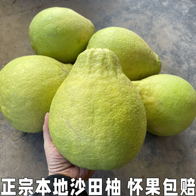 湖北宜昌特产正宗沙田柚纯甜柚沙甜柚当季新鲜水果早熟白肉柚子