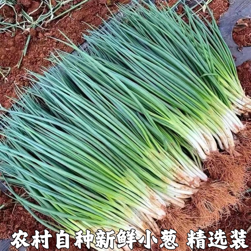 小香葱小葱白露葱香葱蘸酱蔬菜农家自种新鲜小葱小分葱包邮