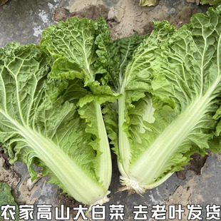 农家自种大白菜青菜绿叶菜白菜新鲜软叶白菜新鲜青杂散叶白菜叶