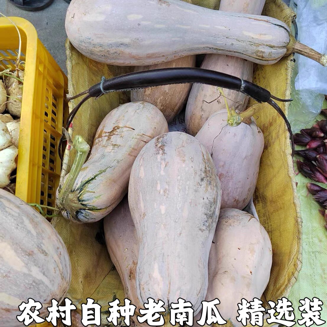 农村自种老南瓜农家新鲜香粉糯面宝宝辅食老品种黄皮红肉长老南瓜