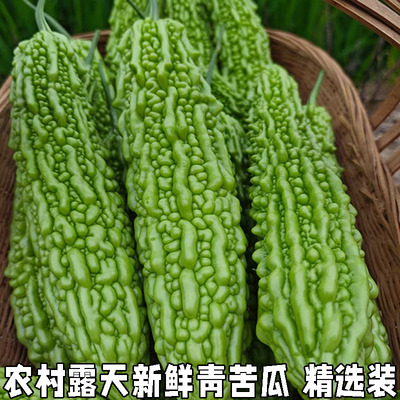 湖北宜昌苦瓜新鲜蔬菜现摘