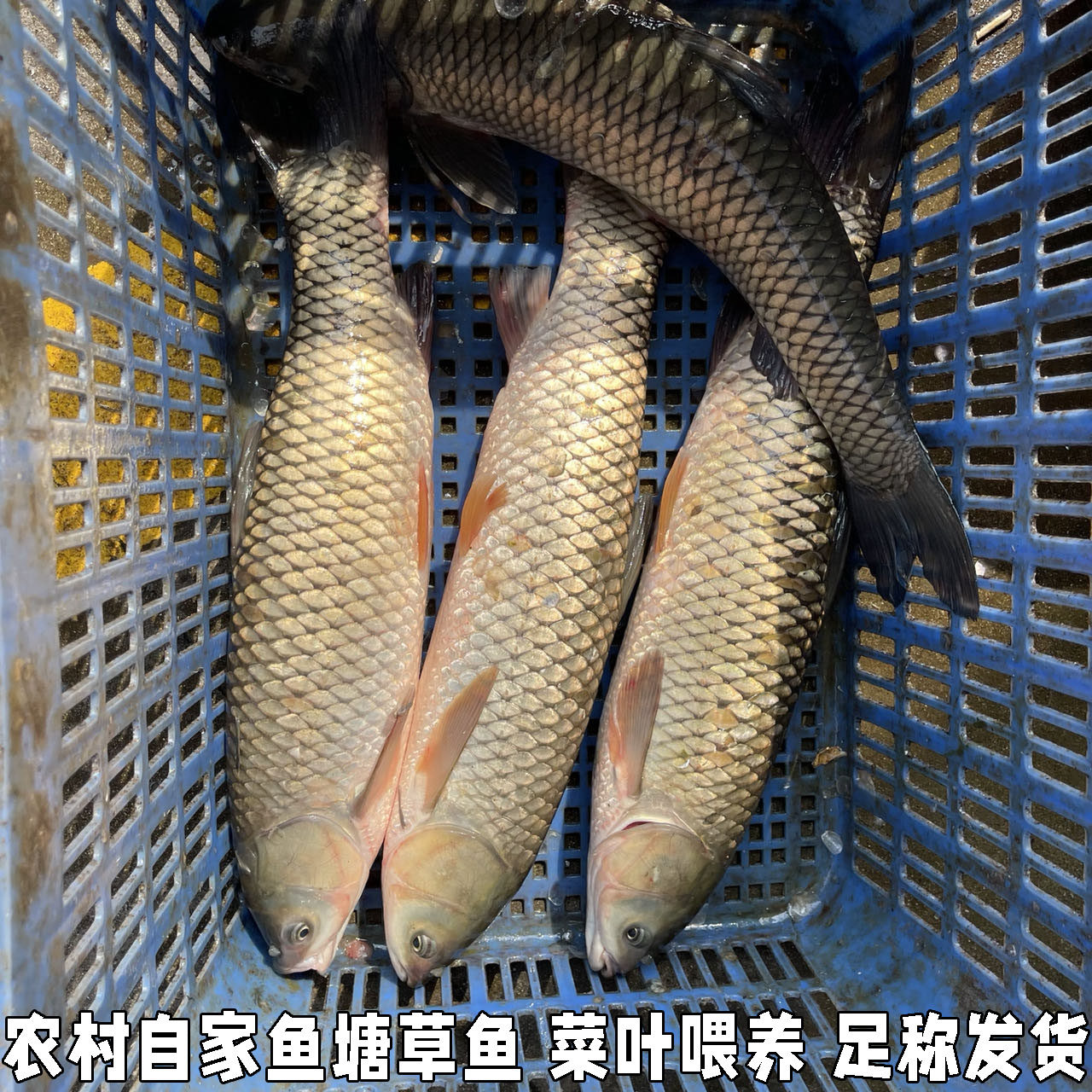 湖北宜昌淡水草鱼皖鱼农家鱼塘大草鱼鱼4斤新鲜草鱼鲜活水产食用