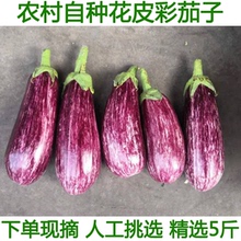 新鲜紫七彩茄子农家自种新鲜花皮茄子农家自种蔬菜彩色面包小茄子