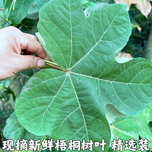 桐麻树叶新鲜梧桐叶中药材梧桐树叶梧桐子梧桐白皮青桐包邮