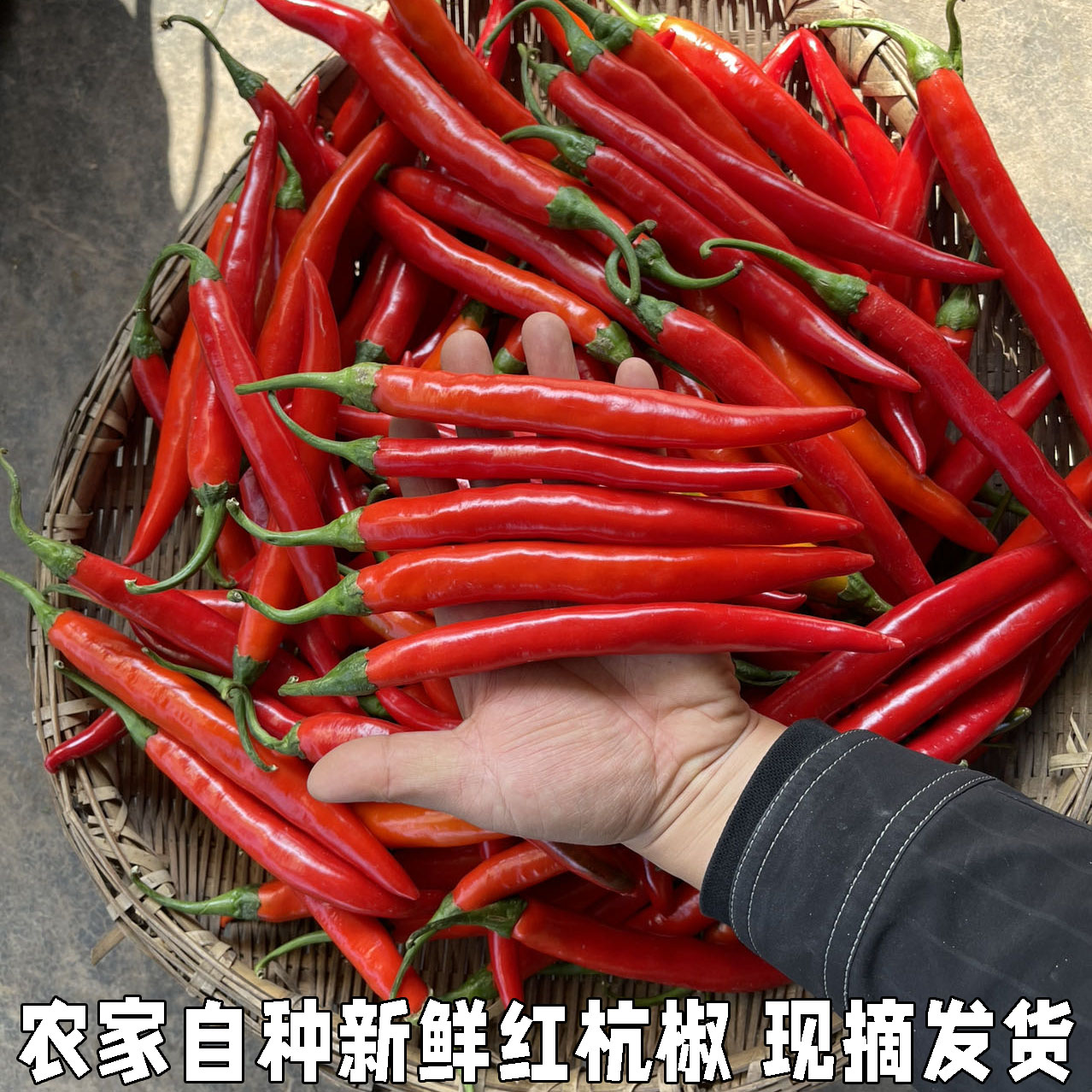 新鲜红辣椒紫红辣椒红尖椒腌泡椒剁椒农家蔬菜自种 红杭椒包邮