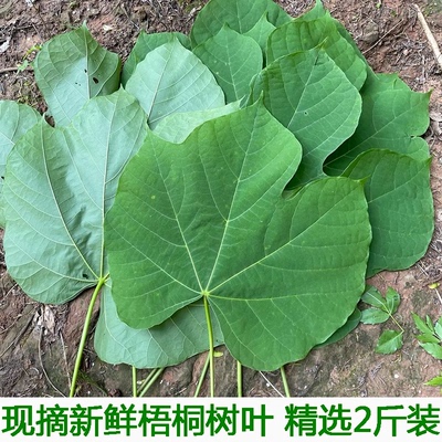 桐麻树叶新鲜梧桐叶中药材梧桐树