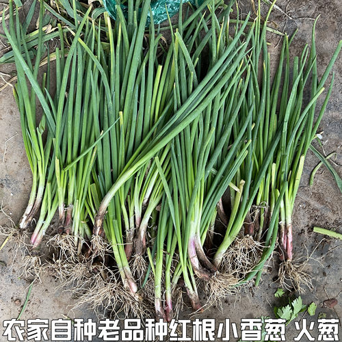 小香葱小葱白露葱香葱蘸酱蔬菜农家自种新鲜小葱小分葱3斤包邮