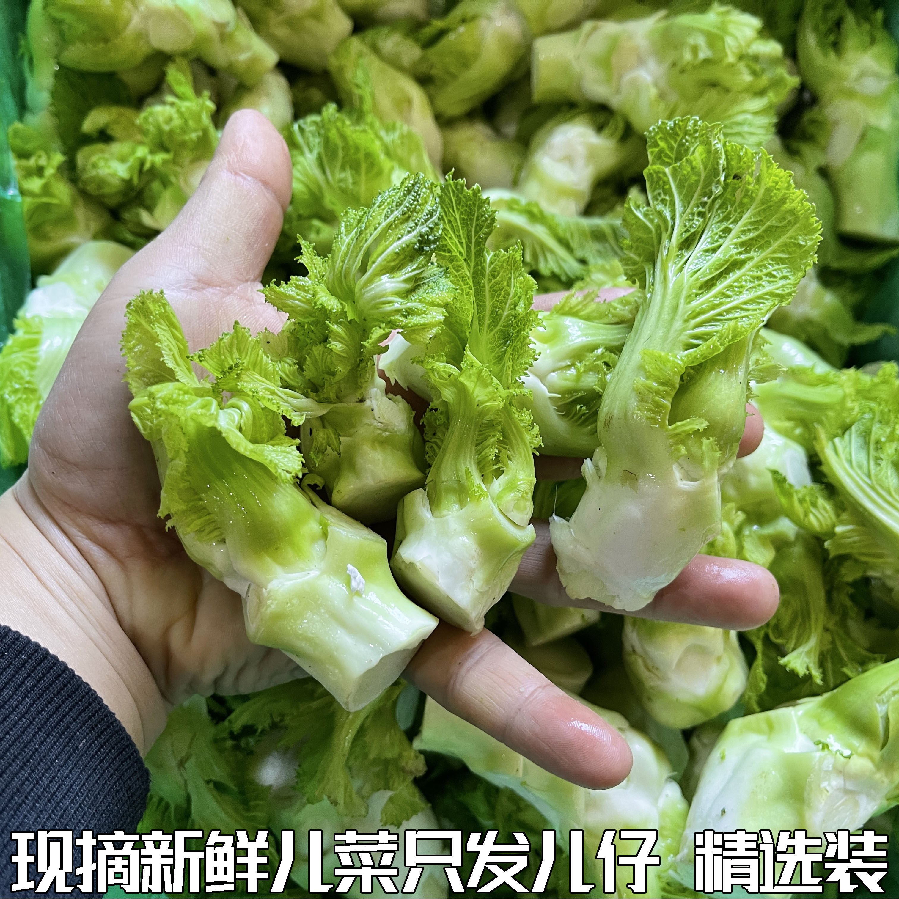 新鲜农家自种娃娃菜整颗抱儿菜泡菜原料湖北新鲜儿菜食用时令蔬菜