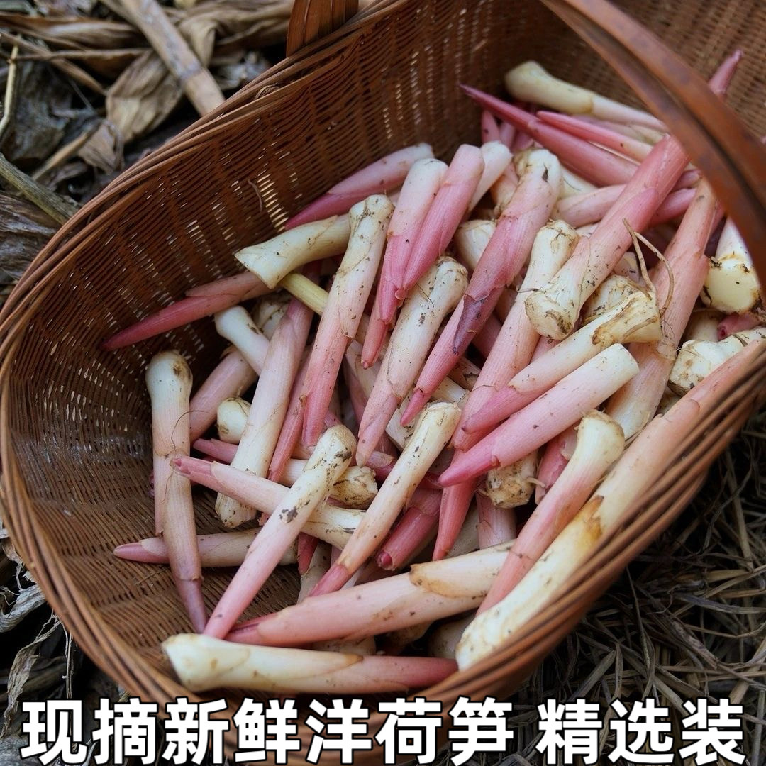 阳荷笋洋合洋荷姜笋野生新鲜野良姜洋火茗荷盐荷湖北宜昌特产包邮