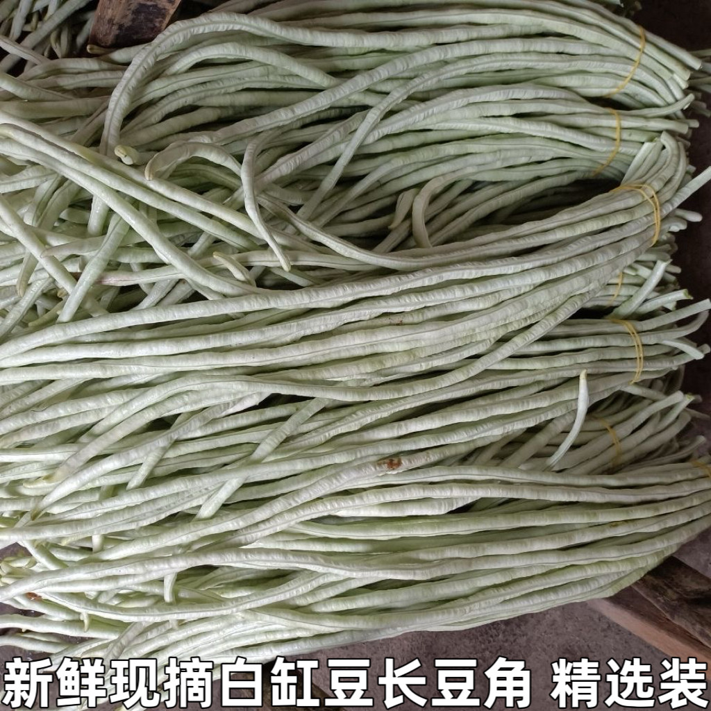 农家老品种长豇豆白豆角白豇豆