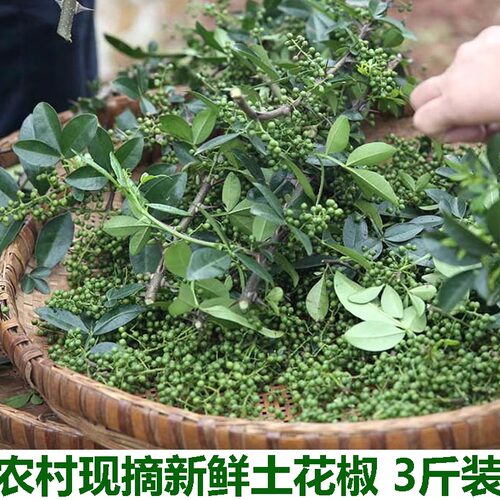 新鲜青花椒湖北宜昌农家青花椒本地土花椒新花椒生麻椒鲜青藤椒